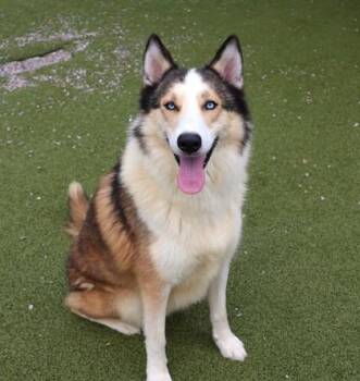 Eugene -  Mixed Breed Dog for Adoption in Athens, Georgia - Eugene | PetCurious
