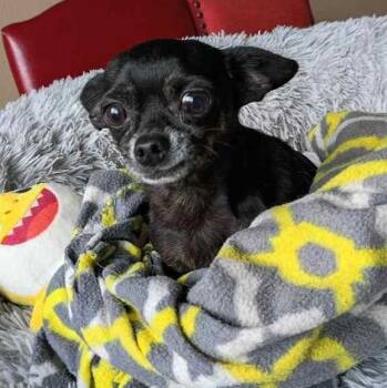 Bobby -  Chihuahua Dog for Adoption in Houston, Texas - Bobby | PetCurious