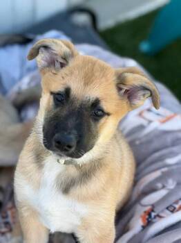 German Shepherd Dog and Mixed Breed Dogs Available for Adoption in Fort Worth, Texas - Susan | PetCurious