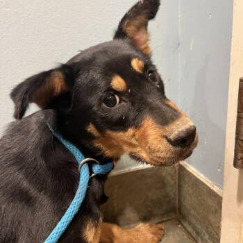 Layla -  Mixed Breed Dog for Adoption in Chattanooga, Tennessee - Layla | PetCurious