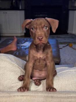 Pit Bull Terrier Dogs Available for Adoption - Cooper | PetCurious