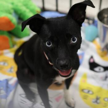 Lou -  Chihuahua Dog for Adoption in Houston, Texas - Lou | PetCurious