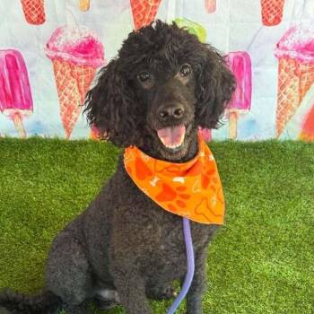 Muffin Man -  Poodle Dog for Adoption in Wayne, New Jersey - Muffin Man | PetCurious