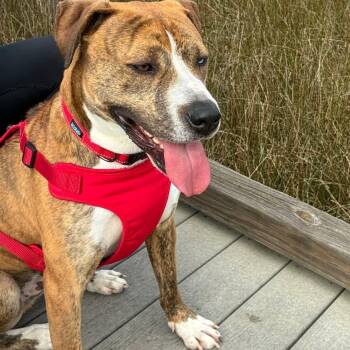 Boxer Dogs Available for Adoption - Mojo | PetCurious