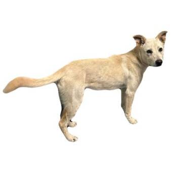 Huck -  Labrador Retriever Dog for Adoption in Red Bluff, California - Huck | PetCurious