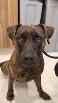 Mountain Cur and Mixed Breed Dogs Available for Adoption in Honolulu, Hawaii - Remy | PetCurious