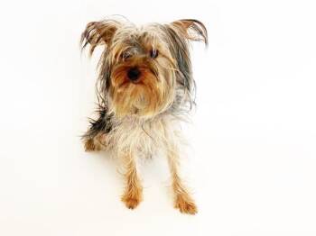 TINY -  Yorkshire Terrier Dog Available for Adoption in Brentwood, Missouri - TINY | PetCurious