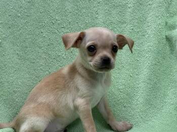 JERRY -  Chihuahua and Pug Dog for Adoption in Ontario, California - JERRY | PetCurious