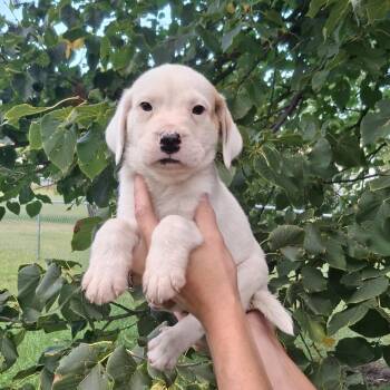 Dirk -  English Bulldog and Mixed Breed Dog for Adoption in Wadena, Minnesota - Dirk | PetCurious