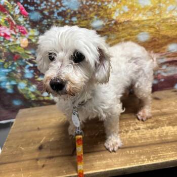 Charla -  Maltese Dog for Adoption in Normal, Illinois - Charla | PetCurious