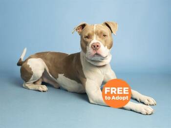 Pit Bull Terrier Dogs Available for Adoption in Phoenix, Arizona - BRUSTER | PetCurious