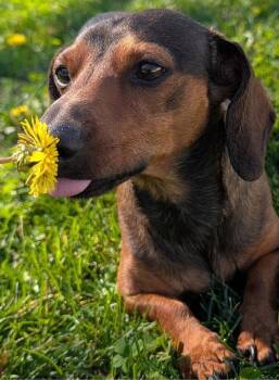 Dachshund Dogs Available for Adoption in Shelbyville, Tennessee - Frankie In TN | PetCurious