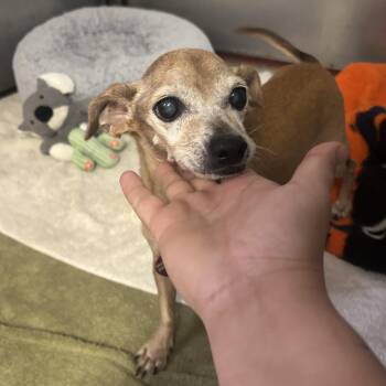 Shrimp -  Chihuahua Dog for Adoption in Phoenix, Arizona - Shrimp | PetCurious