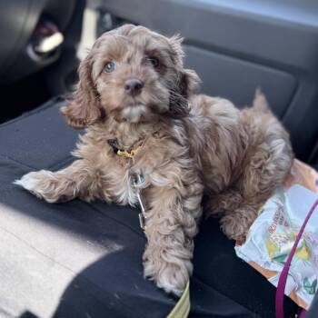 Cavapoo Dogs Available for Adoption in Chester Springs, Pennsylvania - Linus | PetCurious
