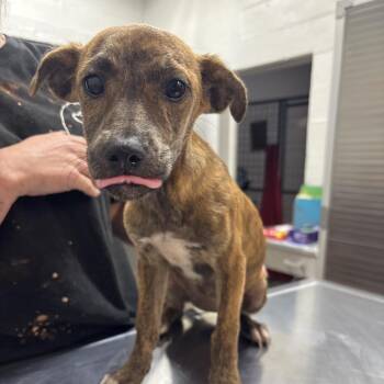 Melanie -  Wirehaired Terrier Dog for Adoption in Clanton, Alabama - Melanie | PetCurious