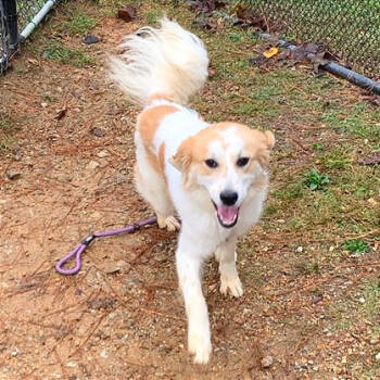 Rescue Mixed Breed Dogs for Adoption in Chattanooga, Tennessee - Dasher | PetCurious