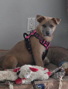 Sandee -  Shepherd and Chow Chow Dog for Adoption in Churchville, New York - Sandee | PetCurious