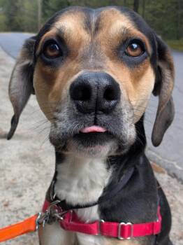Aries -  Mixed Breed Dog for Adoption in Swanzey, New Hampshire - Aries | PetCurious
