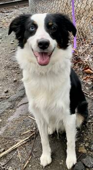 Border Collie Dogs Available for Adoption in Mckeesport, Pennsylvania - Molly | PetCurious