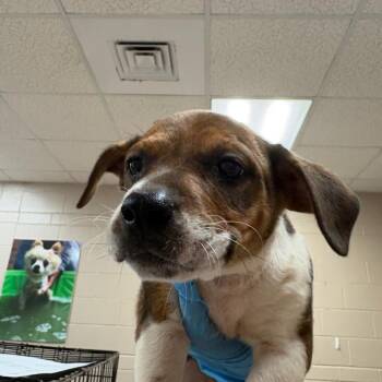 CJ -  Shepherd and Mixed Breed Dog for Adoption in Birmingham, Alabama - CJ | PetCurious
