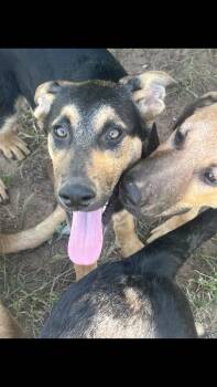 Jamie -  German Shepherd Dog Dog Available for Adoption - Jamie | PetCurious