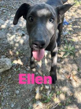 Ellen -  Weimaraner Dog for Adoption in Pine Bluff, Arkansas - Ellen | PetCurious