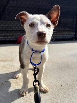 Mixed Breed Dogs Available for Adoption in West Chester, Pennsylvania - Tony | PetCurious