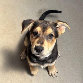 Louise -  Shepherd and Mixed Breed Dog for Adoption in Goleta, California - Louise | PetCurious