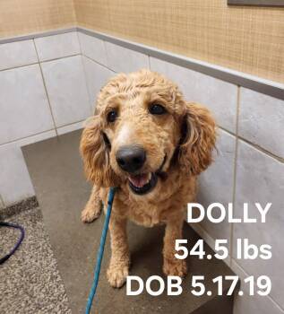 Dolly -  Goldendoodle Dog for Adoption in Salisbury, North Carolina - Dolly | PetCurious