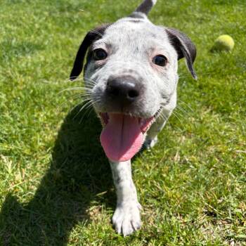 Alfalfa -  Beagle and Mixed Breed Dog for Adoption in Alma, Michigan - Alfalfa | PetCurious