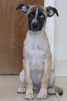 Cole -  Mixed Breed Dog for Adoption in Bedford, Indiana - Cole | PetCurious