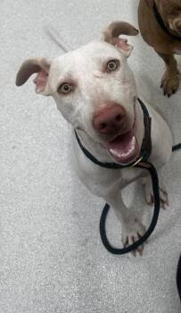 Awa -  Rhodesian Ridgeback and Mixed Breed Dog for Adoption in Honolulu, Hawaii - Awa | PetCurious