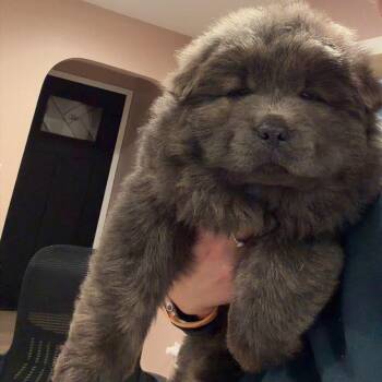 Chow Chow Dogs Available for Adoption in Fargo, North Dakota - Rolie | PetCurious