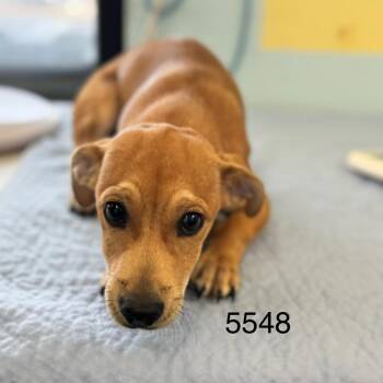 Knox -  Dachshund Dog for Adoption in Chico, California - Knox | PetCurious