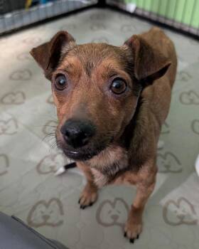 Chihuahua Dogs Available for Adoption in Carson City, Nevada - Sigrid | PetCurious
