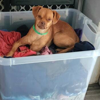 Lucy -  Puggle and Terrier Dog for Adoption in Lake Geneva, Wisconsin - Lucy | PetCurious