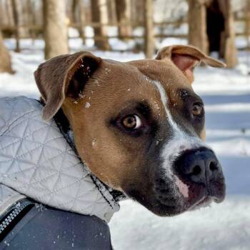 Rescue Boxer and American Bully Dogs for Adoption in Leonardtown, Maryland - Kiwi - Courtesy Post | PetCurious