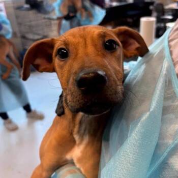 Ember -  Terrier Dog for Adoption in Washington, District Of Columbia - Ember | PetCurious