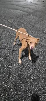 Pen 201 Bruno -  Terrier Dog for Adoption in Lawrenceville, Georgia - Pen 201 Bruno | PetCurious