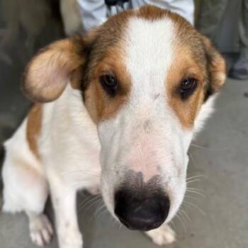 Bubbles -  Collie Dog for Adoption in Phoenixville, Pennsylvania - Bubbles | PetCurious