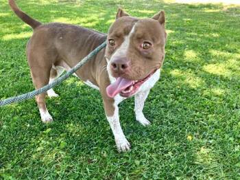 BAILEY -  Pit Bull Terrier Dog for Adoption in Albuquerque, New Mexico - BAILEY | PetCurious
