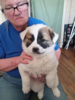 Chow Chow Dogs Available for Adoption in Grafton, Wisconsin - SPONSOR OR FOSTER ME - Marty | PetCurious