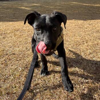 Labrador Retriever Dogs Available for Adoption - Smith | PetCurious