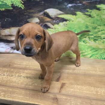 Holland -  Dachshund and Beagle Dog for Adoption in Normal, Illinois - Holland | PetCurious