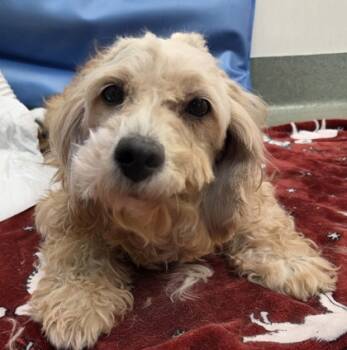 Rescue Cavalier King Charles Spaniel and Poodle Dogs for Adoption in Malvern, Pennsylvania - Nancy | PetCurious