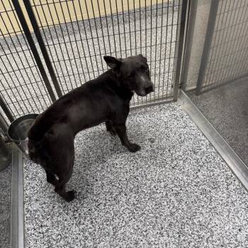 Mixed Breed Dogs Available for Adoption - Yami | PetCurious