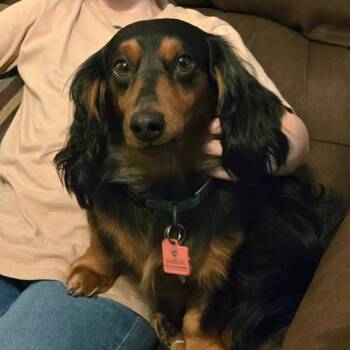 MAX -  Dachshund Dog for Adoption in Carrollton, Texas - MAX | PetCurious