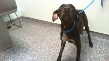 A1269403 -  Labrador Retriever and Mixed Breed Dog for Adoption in Charlotte, North Carolina - A1269403 | PetCurious