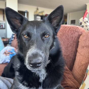 Alta -  Border Collie and Shepherd Dog Available for Adoption in Salt Lake City, Utah - Alta | PetCurious