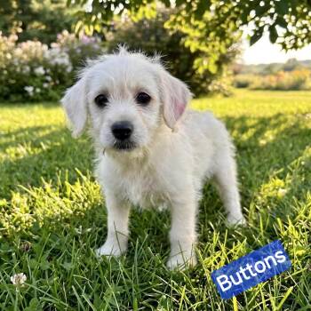 Havanese Dogs Available for Adoption in Wheelersburg, Ohio - Buttons | PetCurious